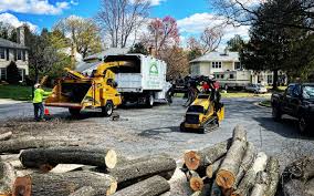 Professional Tree Care Services in Cambrian Park, CA