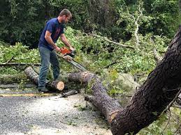 How Our Tree Care Process Works  in  Cambrian Park, CA