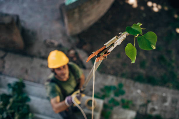 Leaf Removal in Cambrian Park, CA